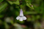 yellowseed false pimpernel